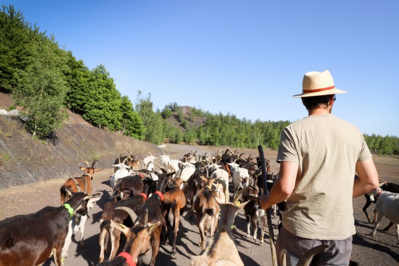 Transhumance sur le Terril